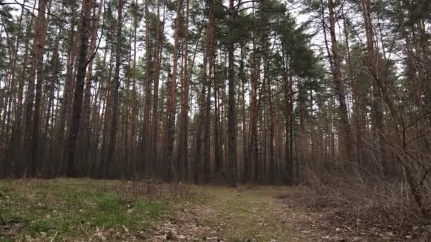 Foresta paesaggio vista aerea, rallentatore — Video Stock