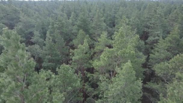 Paysage forestier vue aérienne, ralenti