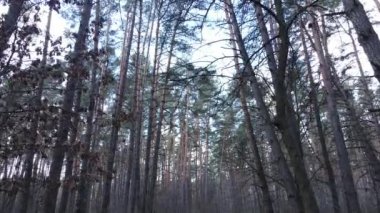 Orman manzarası hava manzarası, yavaş çekim