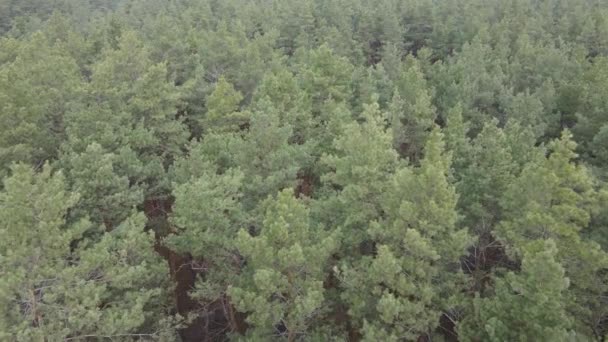 Paysage forestier vue aérienne, ralenti