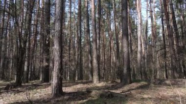 Orman manzarası hava manzarası, yavaş çekim