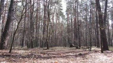 Orman manzarası hava manzarası, yavaş çekim