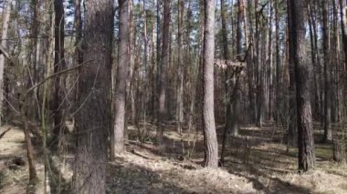 Orman manzarası hava manzarası, yavaş çekim