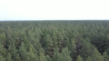 Orman manzarası hava manzarası, yavaş çekim