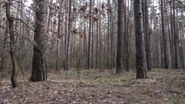 Orman manzarası hava manzarası, yavaş çekim