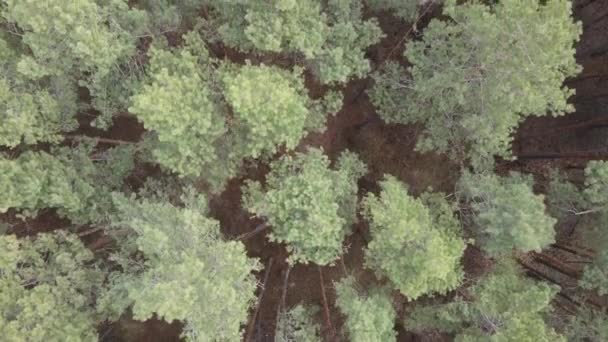 Forest landscape aerial view, slow motion — Stock Video