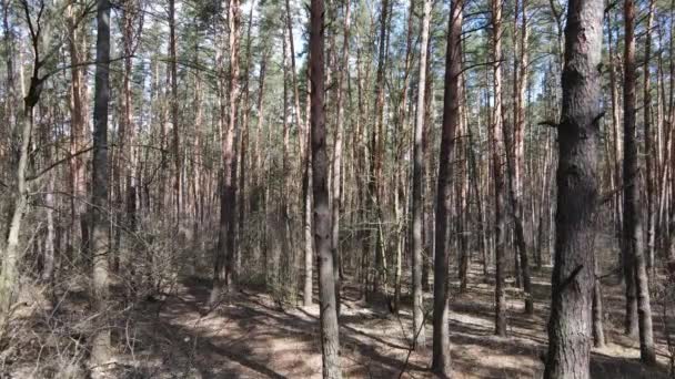 Vista aérea del paisaje forestal, cámara lenta — Vídeo de stock