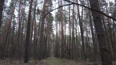 Orman manzarası hava manzarası, yavaş çekim