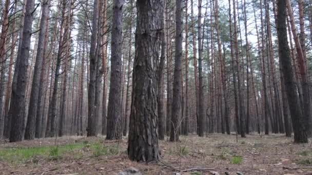 Δάσος τοπίο εναέρια άποψη, αργή κίνηση — Αρχείο Βίντεο