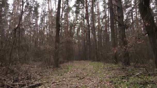 Waldlandschaft Luftaufnahme, Zeitlupe — Stockvideo