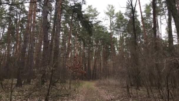 Paysage forestier vue aérienne, ralenti — Video