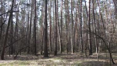 Orman manzarası hava manzarası, yavaş çekim