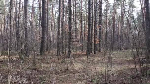 Вид с воздуха на лес, замедленная съемка — стоковое видео