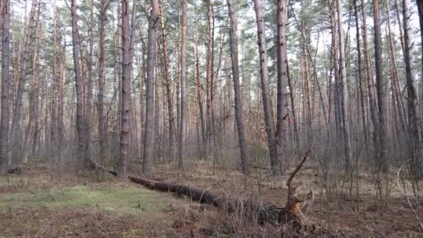 Вид с воздуха на лес, замедленная съемка — стоковое видео