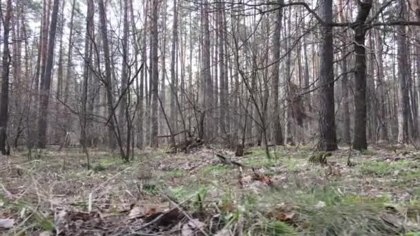 Вид на лісовий пейзаж, повільний рух — стокове відео