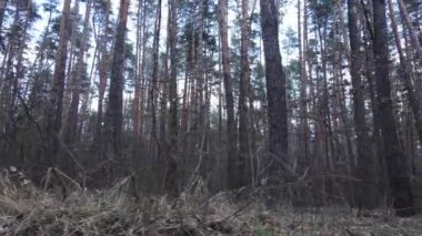 Orman manzarası hava manzarası, yavaş çekim