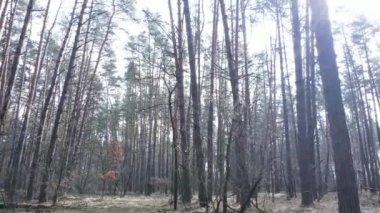 Orman manzarası hava manzarası, yavaş çekim