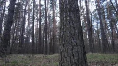 Orman manzarası hava manzarası, yavaş çekim