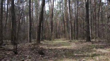 Orman manzarası hava manzarası, yavaş çekim