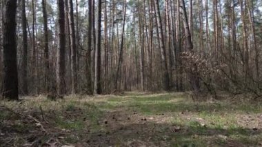 Orman manzarası hava manzarası, yavaş çekim