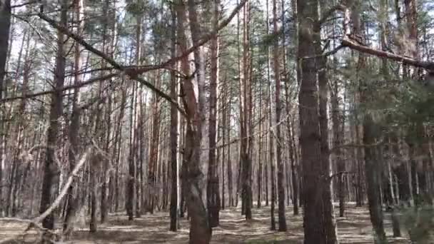 Vista aérea del paisaje forestal, cámara lenta — Vídeo de stock