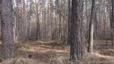 Orman manzarası hava manzarası, yavaş çekim