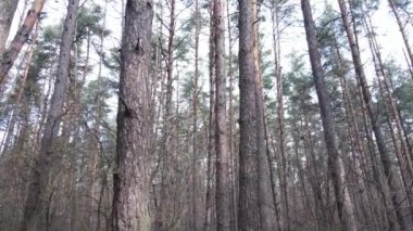 Orman manzarası hava manzarası, yavaş çekim