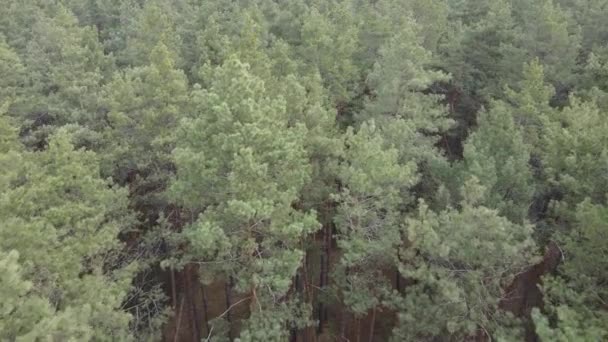Paysage forestier vue aérienne, ralenti