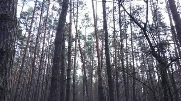 Forest landscape aerial view, slow motion — Stock Video