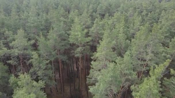 Paysage forestier vue aérienne, ralenti