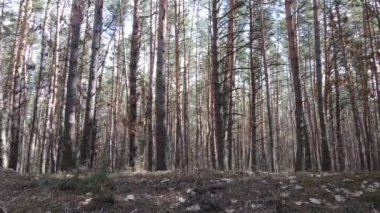 Orman manzarası hava manzarası, yavaş çekim