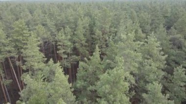 Orman manzarası hava manzarası, yavaş çekim