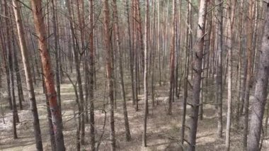 Orman manzarası hava manzarası, yavaş çekim