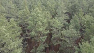 Gün boyunca çam ormanındaki ağaçlar, hava manzarası...