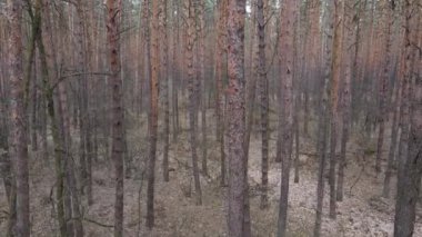 Gün boyunca çam ormanındaki ağaçlar, hava manzarası...