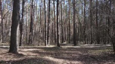 Gün boyunca çam ormanındaki ağaçlar, hava manzarası...
