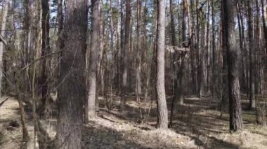 Gün boyunca çam ormanındaki ağaçlar, hava manzarası...
