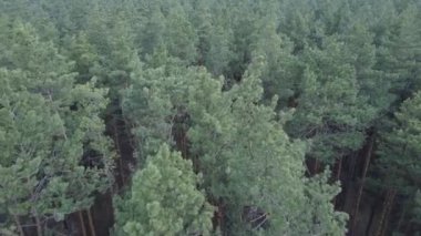 Gün boyunca çam ormanındaki ağaçlar, hava manzarası...