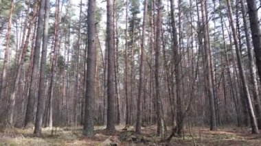 Gün boyunca çam ormanındaki ağaçlar, hava manzarası...