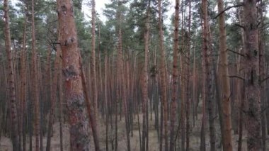 Gün boyunca çam ormanındaki ağaçlar, hava manzarası...
