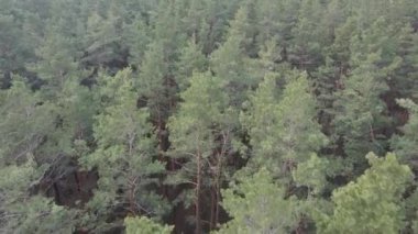 Gün boyunca çam ormanındaki ağaçlar, hava manzarası...