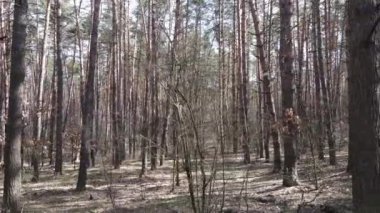 Gün boyunca çam ormanındaki ağaçlar, hava manzarası...