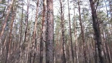 Gün boyunca çam ormanındaki ağaçlar, hava manzarası...