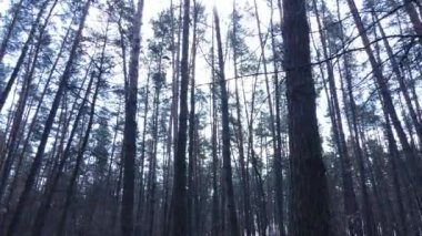 Gün boyunca çam ormanındaki ağaçlar, hava manzarası...