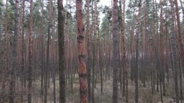 Gün boyunca çam ormanındaki ağaçlar, hava manzarası...
