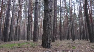 Gün boyunca çam ormanındaki ağaçlar, hava manzarası...