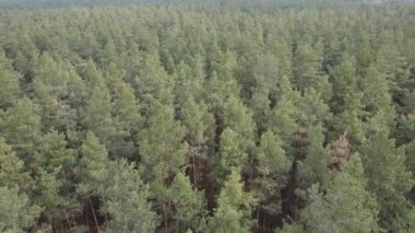 Gün boyunca çam ormanındaki ağaçlar, hava manzarası...