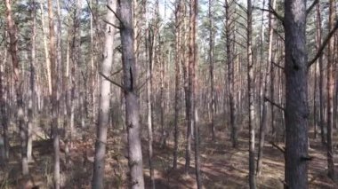 Gün boyunca çam ormanındaki ağaçlar, hava manzarası...