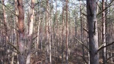 Gün boyunca çam ormanındaki ağaçlar, hava manzarası...