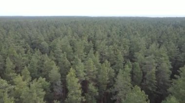 Gün boyunca çam ormanındaki ağaçlar, hava manzarası...